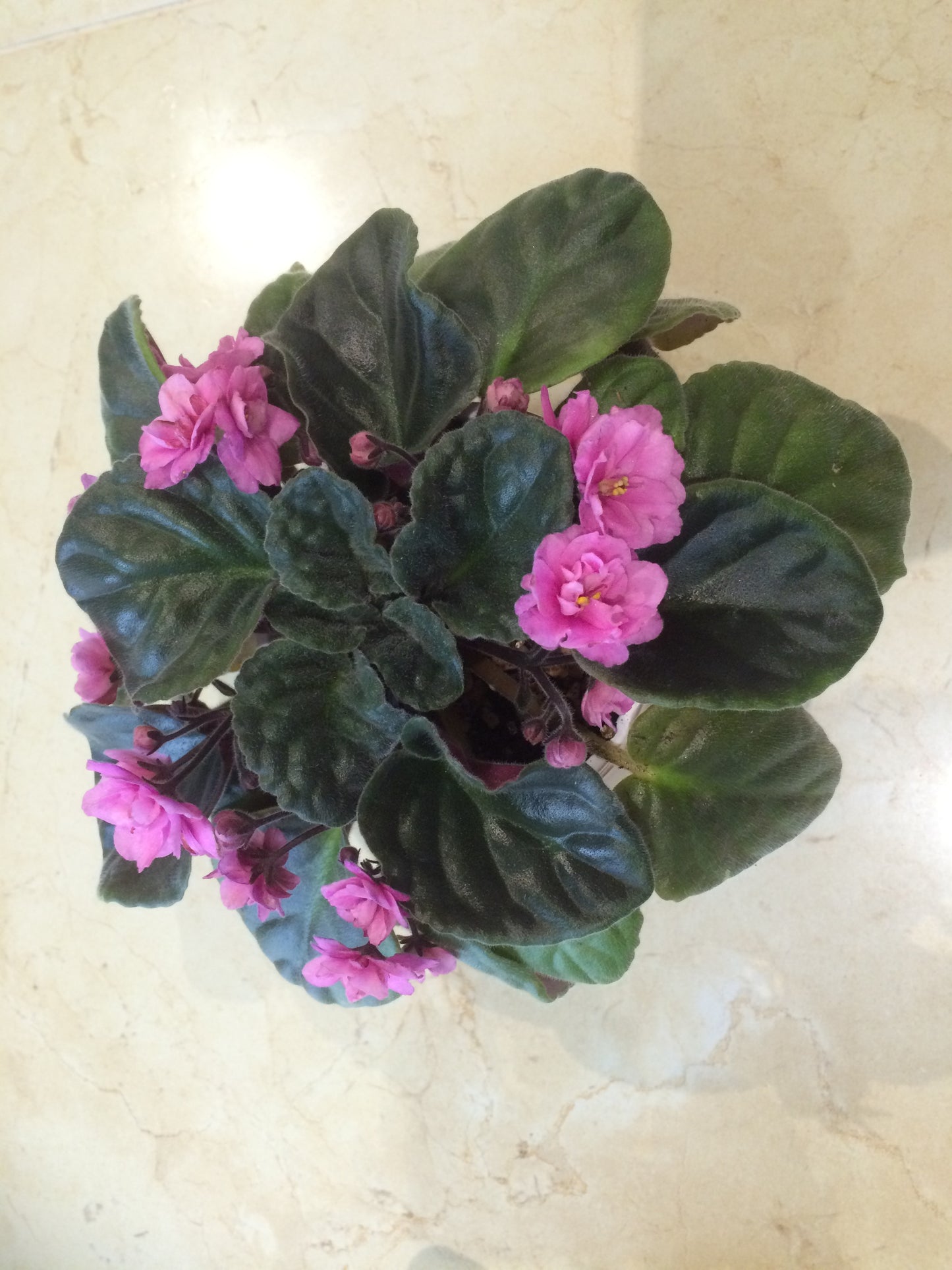 African Violet leaves x 2 - Colonial Roseworthy