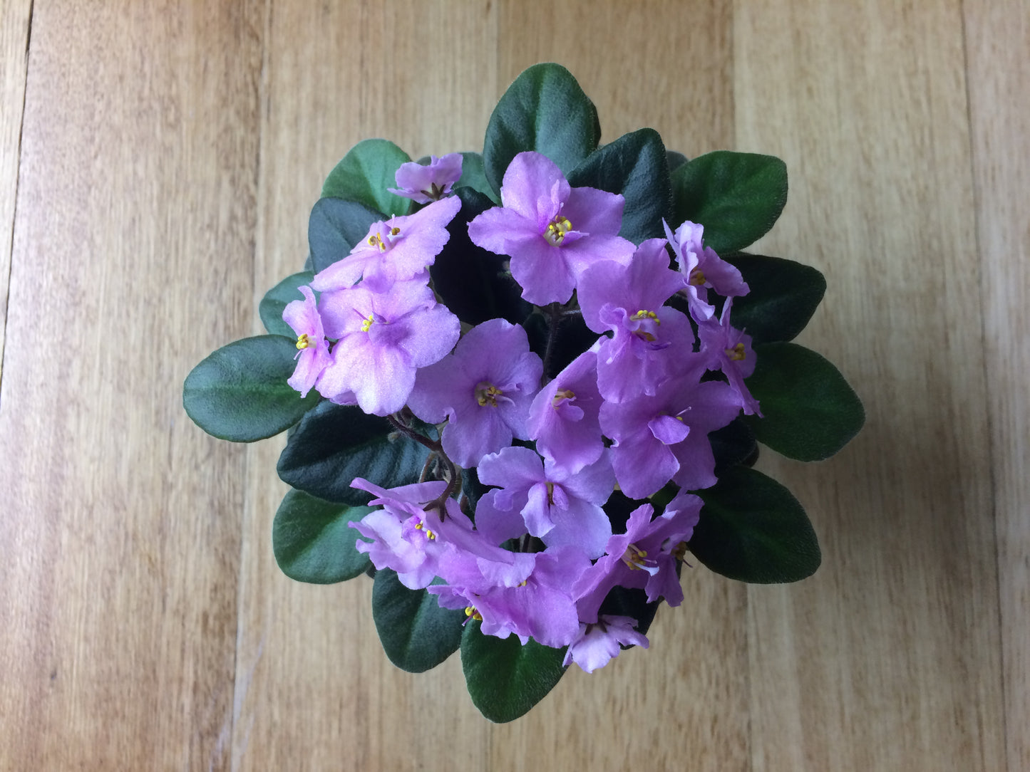 African Violet leaves x 2 – Little Pro