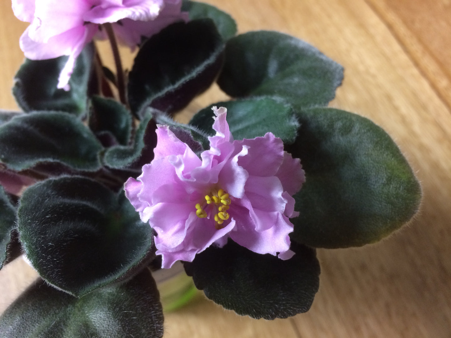 African Violet leaves x 2 – Nancy Leigh