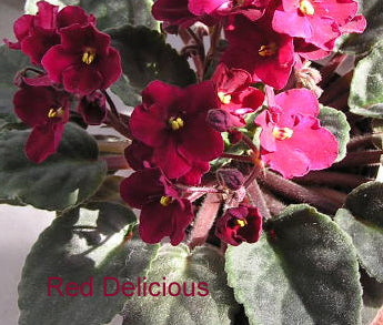 African Violet leaves x 2 - Red Delicious