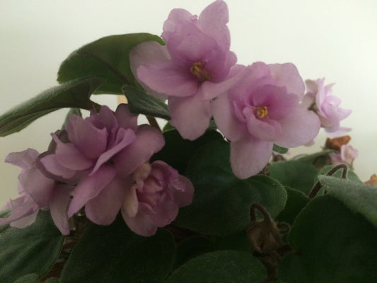 African Violet leaves x 2 – Santa Fe Trail