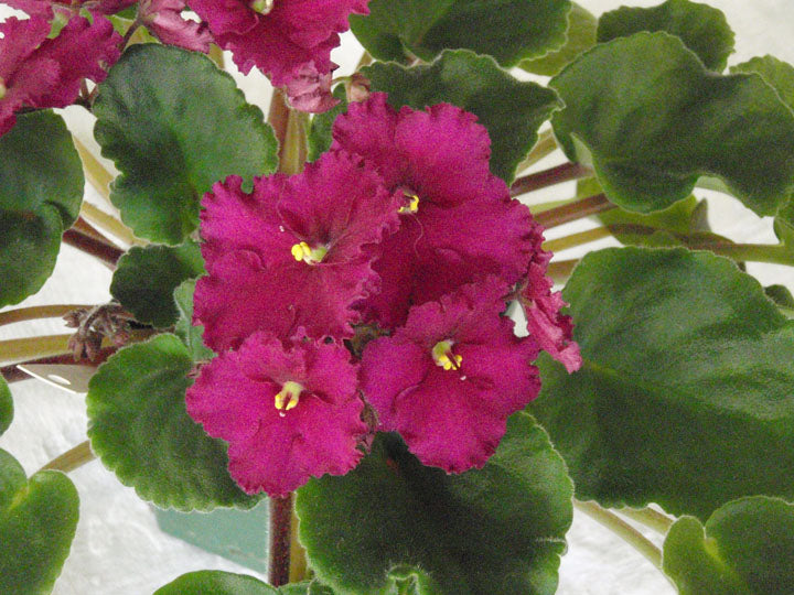 African Violet leaves x 2 - Ultra Violet Saturn
