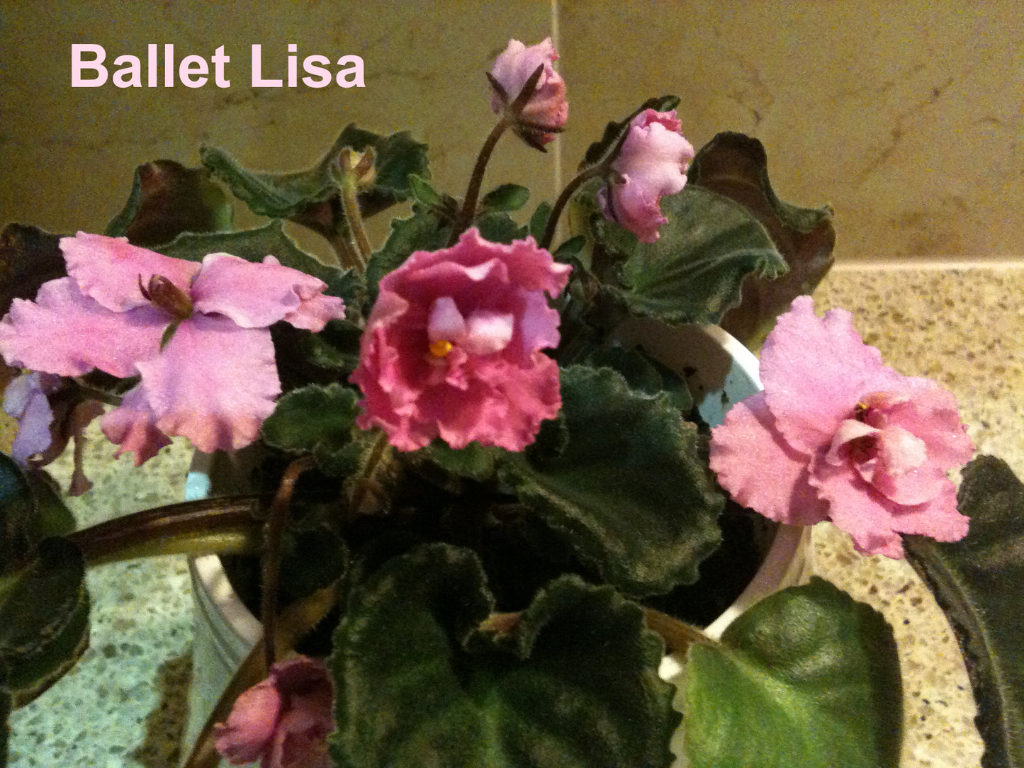 African Violet leaves x 2 – Ballet Lisa