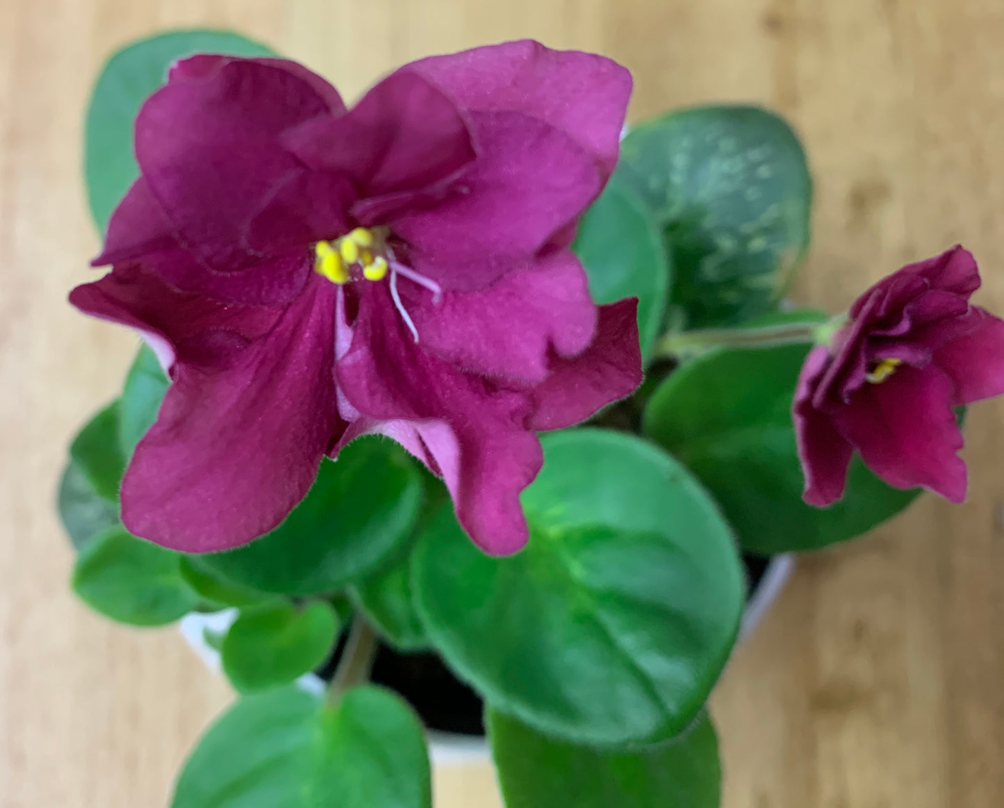 African Violet leaves x 2 – Mac's Just Jeff