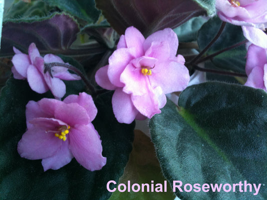 African Violet leaves x 2 - Colonial Roseworthy