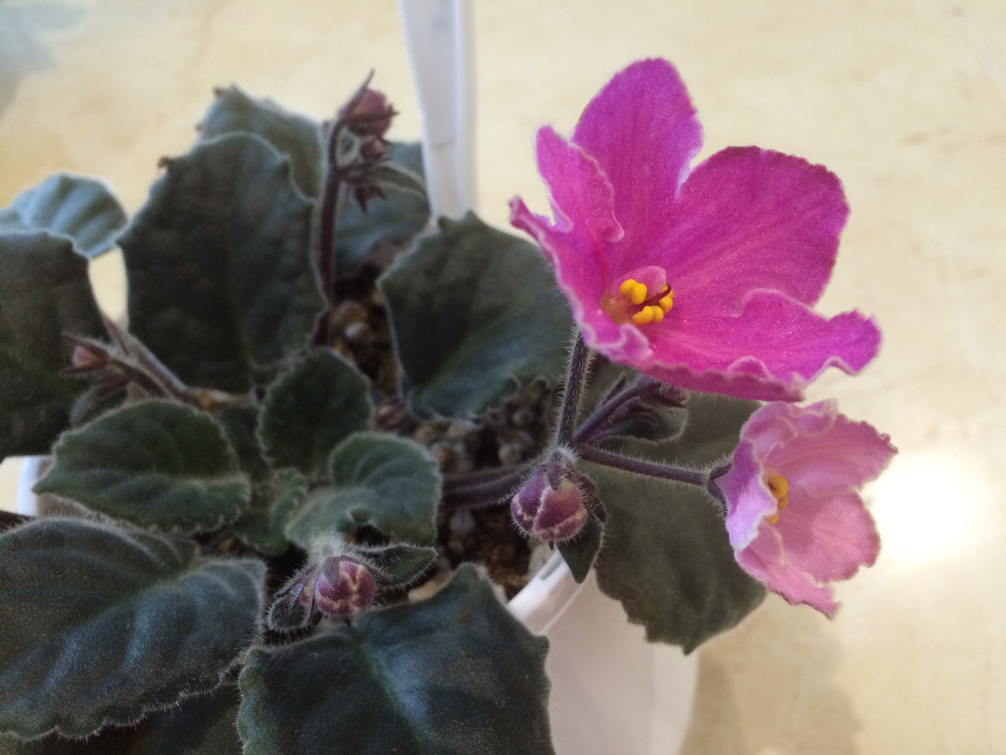 African Violet leaves x 2 – Cupcake