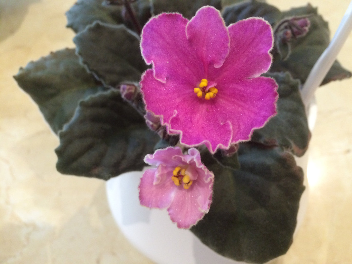 African Violet leaves x 2 – Cupcake