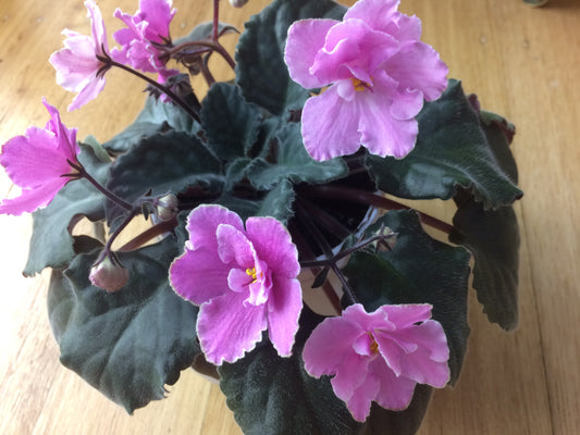 African Violet leaves x 2 – Cupcake
