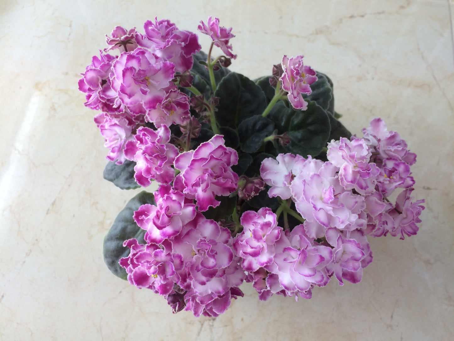 African Violet leaves x 2 – Daydream