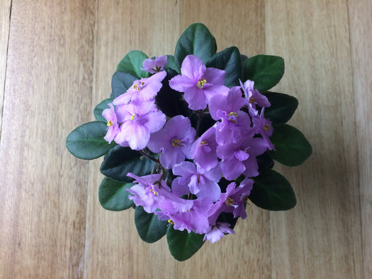African Violet leaves x 2 – Little Pro