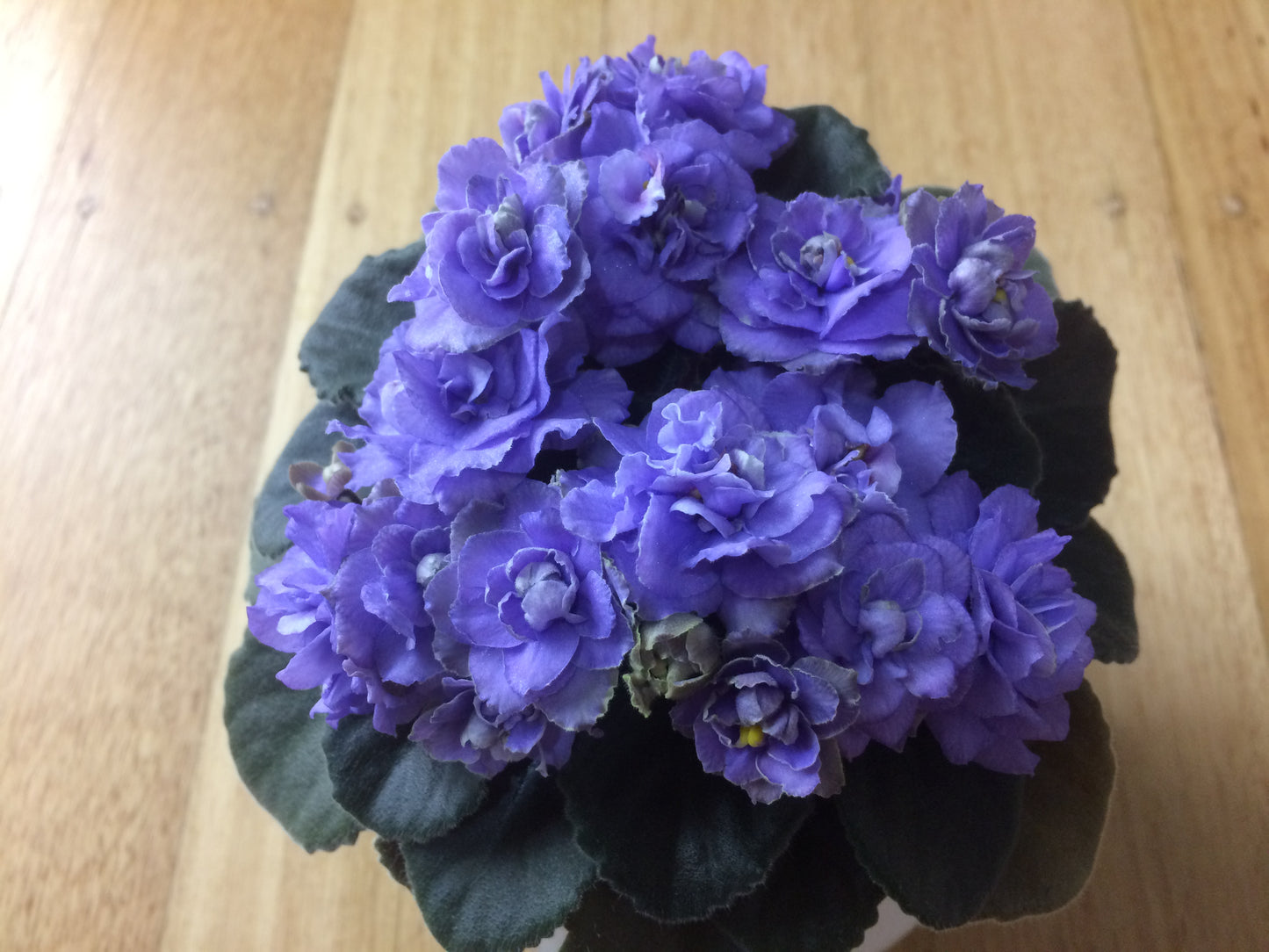 African Violet leaves x 2 - Minuet