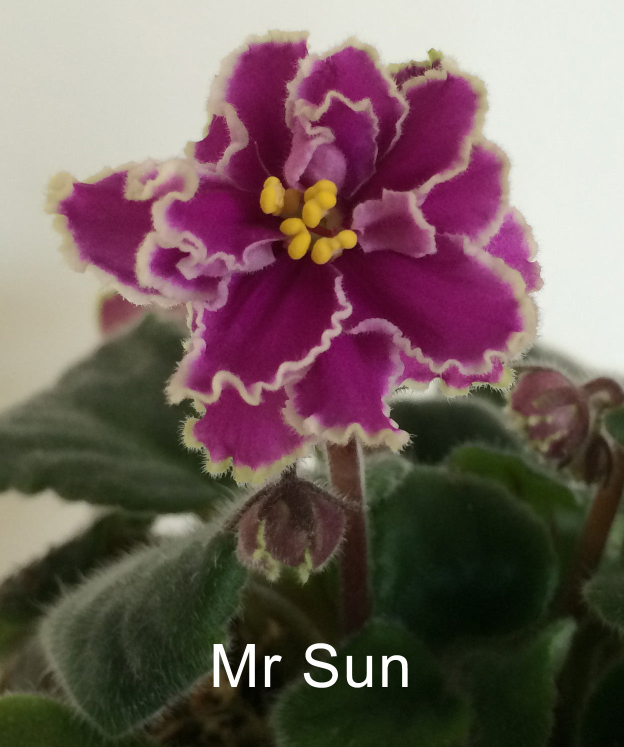 African Violet leaves x 2 - Mister Sun