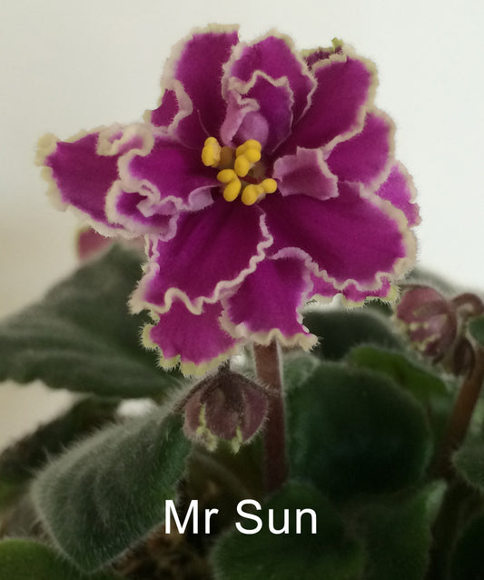 African Violet leaves x 2 - Mister Sun
