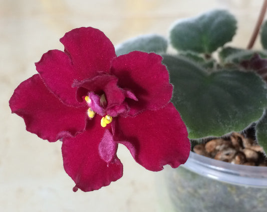 African Violet leaves x 2 - Red Delicious