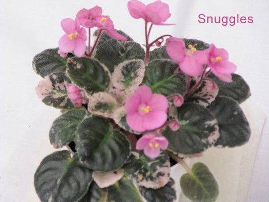 African Violet leaves x 2 – Snuggles