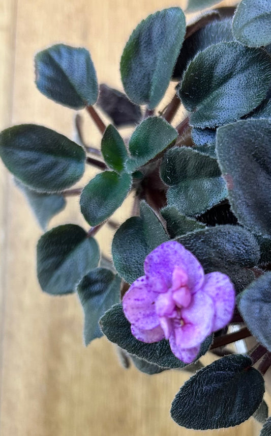African Violet leaves x 2 – That's Show Biz