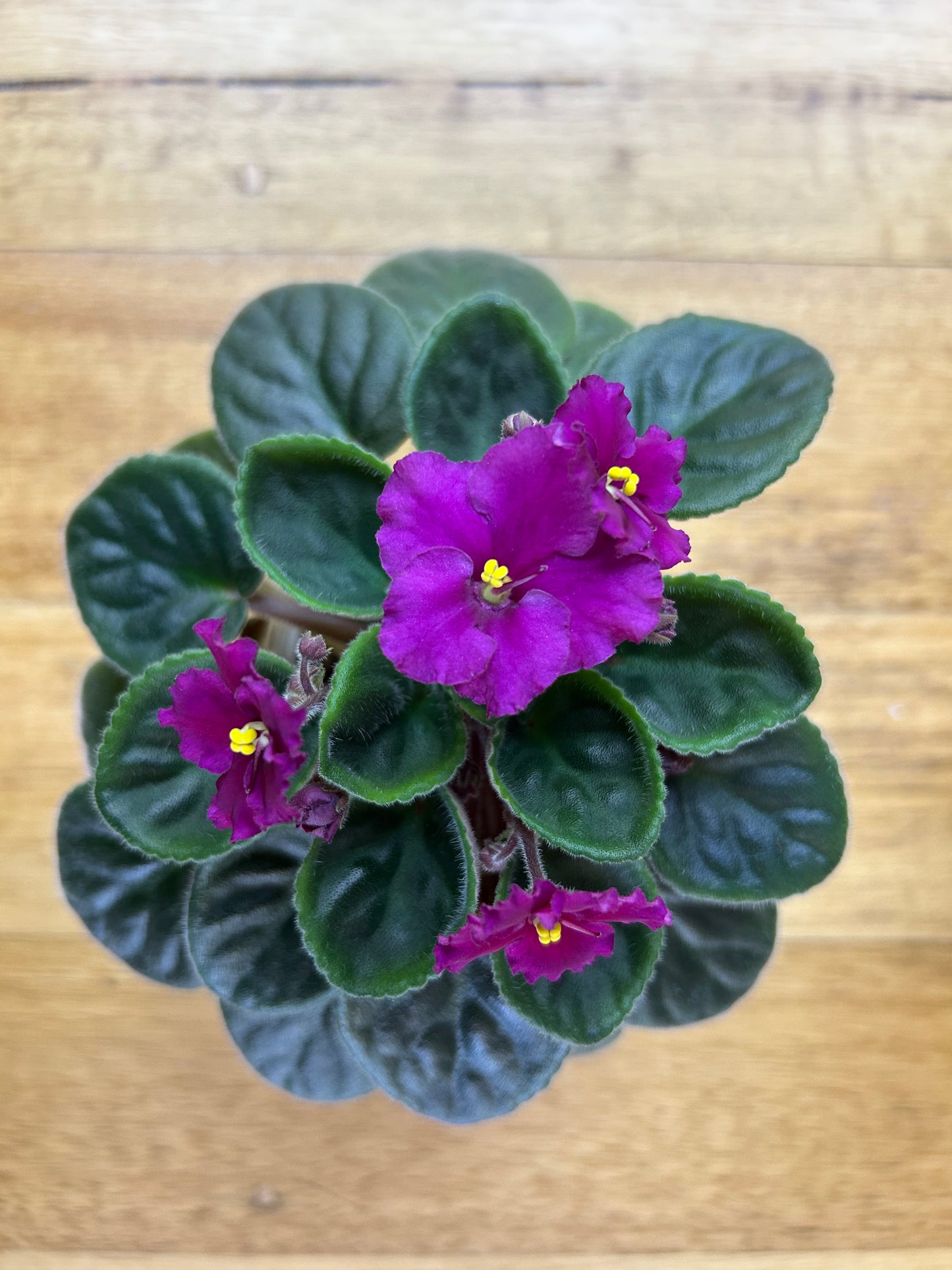 African Violet leaves x 2 - Ultra Violet Saturn