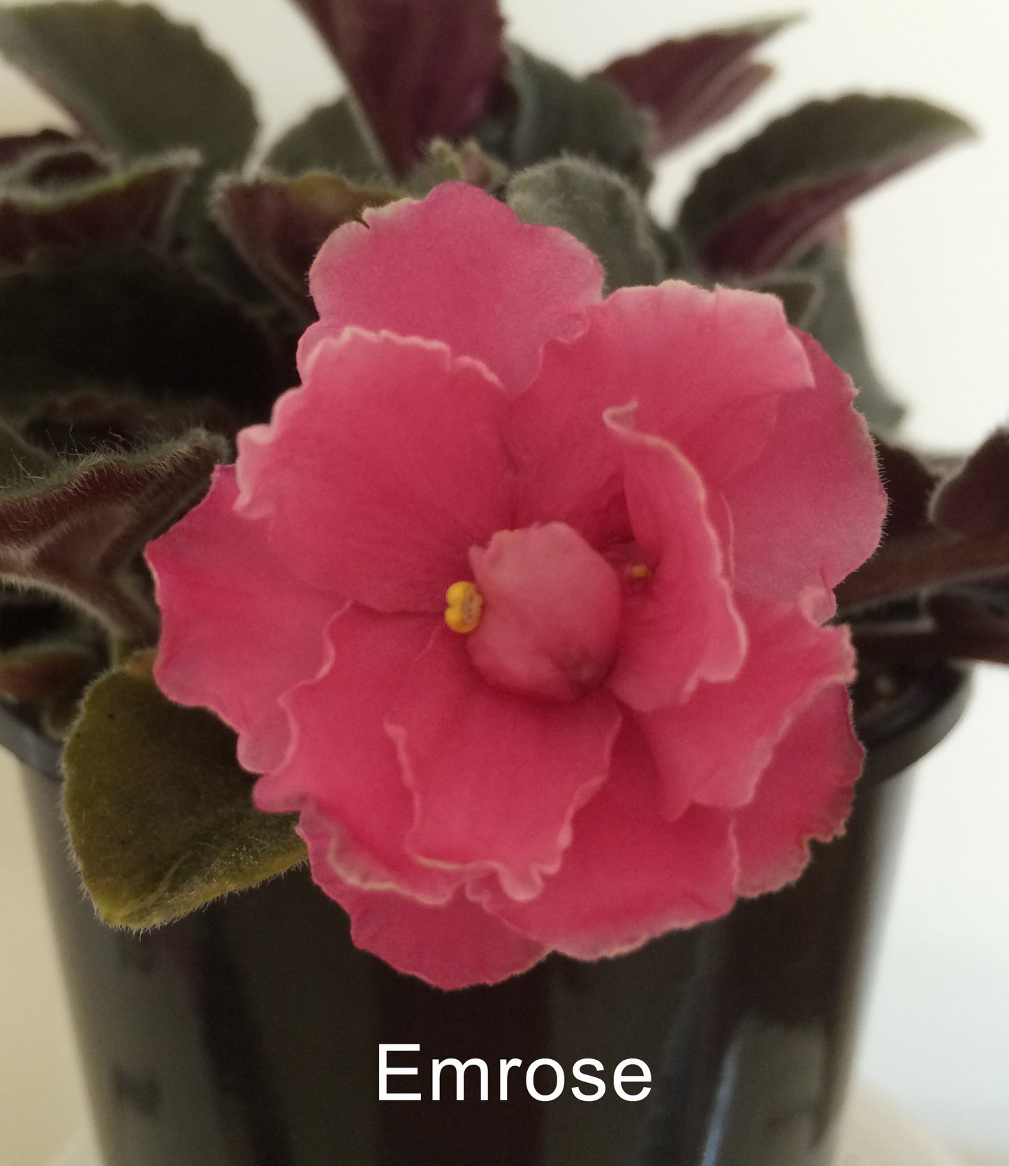 African Violet leaves x 2 – Emrose