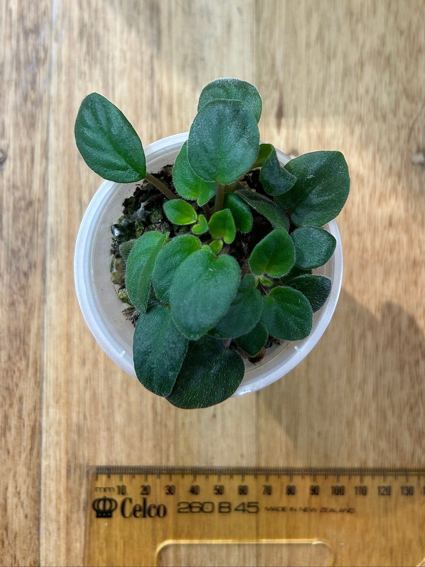African Violet leaves x 2 – Santa Fe Trail