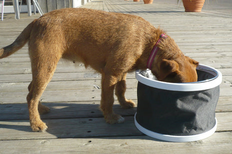 Doggy Bucket