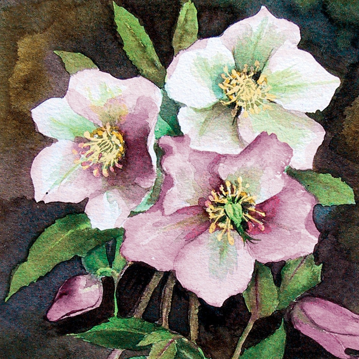 Greeting Card - Hellebores (FREE DELIVERY)