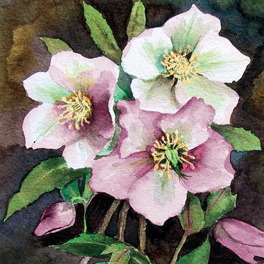 Greeting Card - Hellebores (FREE DELIVERY)