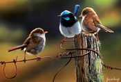 Greeting Card - Dance At Dawn (Superb Fairy Wrens)