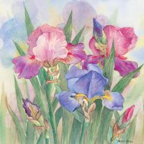 Pastel Iris by Peggy Shaw