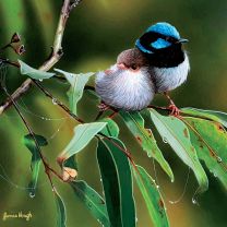 Greeting Card - Affection (Superb Fairy Wrens) by James Hough