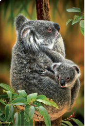 Greeting Card - Koala Cute (Australian Koala And Joey) FREE DELIVERY